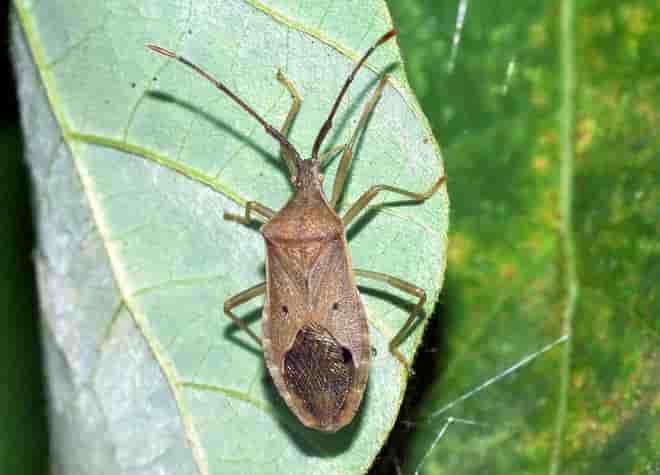昆虫図鑑・ホシハラビロヘリカメムシ